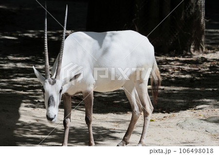 アラビアオリックス 106498018