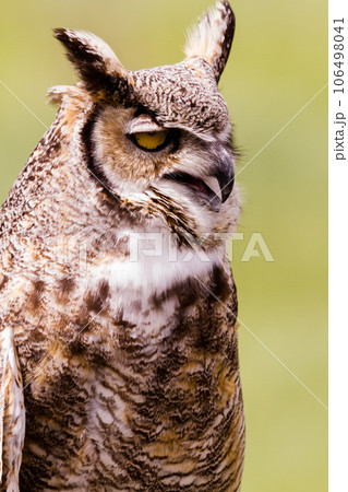 Close up of great horned owl in captivity. 106498041