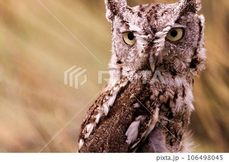 Close up of western screech owl in captivity. 106498045