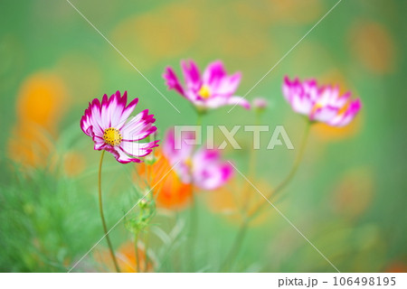 風にたなびくピンクのコスモス 風にたなびくピンクのコスモス 106498195
