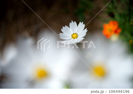 白いコスモス 白いコスモス 106498196