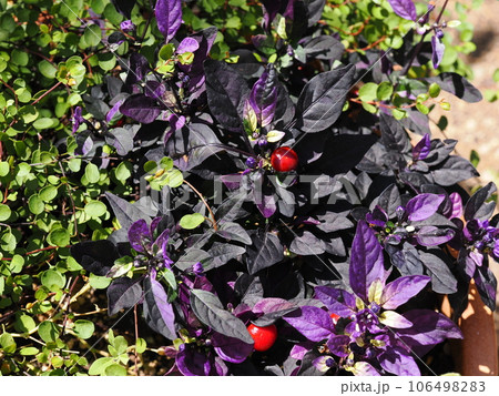 観賞用トウガラシの紫色の葉と赤い実 106498283