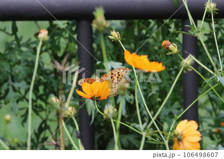 民家近くの黄花コスモスの花壇で吸蜜するヒョウモンチョウ(マクロレンズ使用・屋外接写画像) 民家近くの黄花コスモスの花壇で吸蜜するヒョウモンチョウ(マクロレンズ使用・屋外接写画像) 106498607