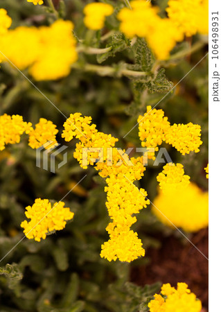 Garden in full bloom on a sunny summer day. Garden in full bloom on a sunny summer day. 106498931