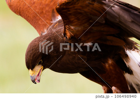 Close up of harriss hawk in captivity. 106498940