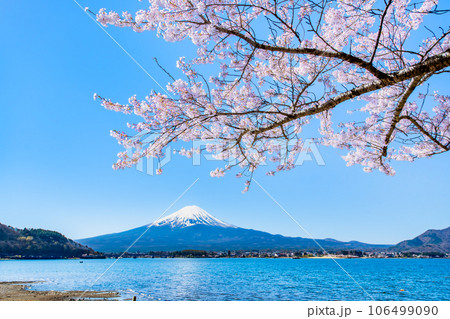 桜と富士山　～河口湖畔の満開桜～ 106499090
