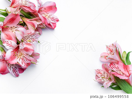 Beautiful Alstroemeria flowers on white background 106499558
