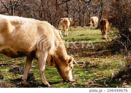 Cows on pasture with meadows and woodland during autumn 106499676