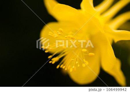 Garden in full bloom on a sunny summer day. Garden in full bloom on a sunny summer day. 106499942
