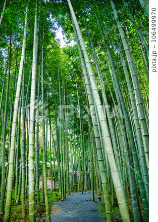 京都圓光寺 京都圓光寺 106499970