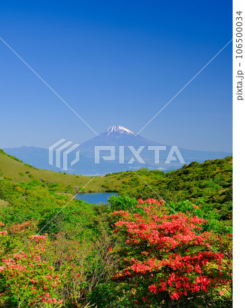 静岡伊豆_ツツジと富士山の絶景風景 106500034