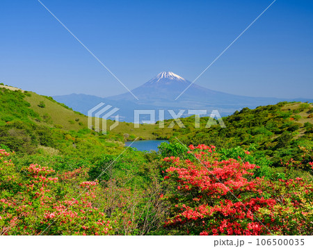 静岡伊豆_ツツジと富士山の絶景風景 106500035