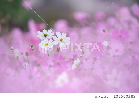 満開の中に咲く可憐な白いコスモス 106500385