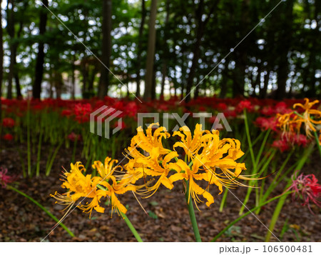 鮮やかな黄色い彼岸花 106500481