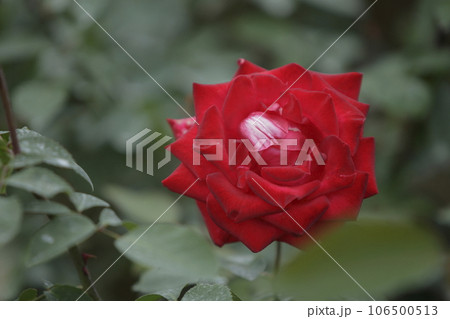 荒尾市　おもやい市民花壇　バラの花、 106500513
