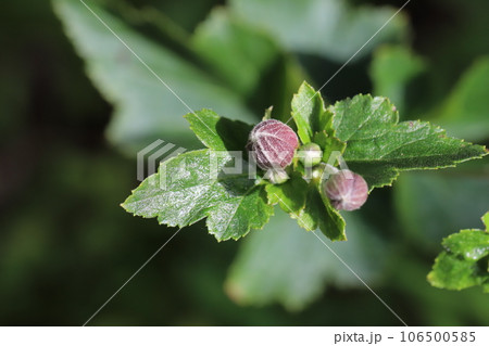 夏の庭に咲くシュウメイギクのつぼみ 106500585