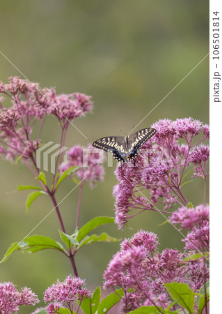 スイートジョーパイの花にとまり吸蜜をするキアゲハ 106501814
