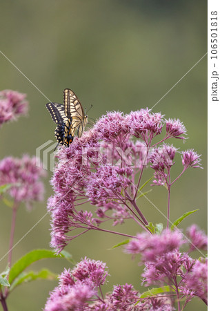 スイートジョーパイの花にとまり吸蜜をするキアゲハ 106501818
