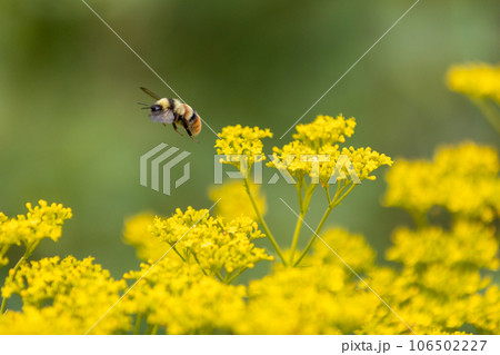 オミナエシの蜜を集めるマルハナバチ 106502227