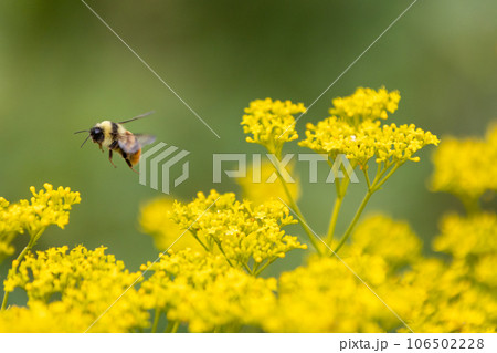 オミナエシの蜜を集めるマルハナバチ 106502228