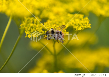 オミナエシの蜜を集めるマルハナバチ オミナエシの蜜を集めるマルハナバチ 106502231
