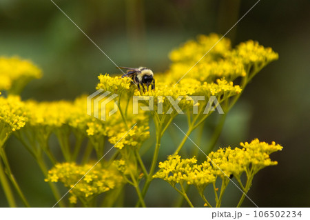 オミナエシの蜜を集めるマルハナバチ 106502234