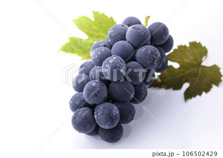 秋の味覚といえばぶどう（ 葡萄 ）巨峰  種なし巨峰 フルーツ シャインマスカット 106502429