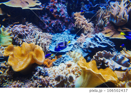 The blue surgeon is a species of marine ray-finned fish in the surgical family. The blue surgeon is a species of marine ray-finned fish in the surgical family. 106502437