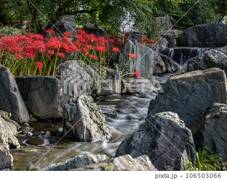 水辺に咲く真っ赤な彼岸花の群生（東京都足立区・東綾瀬公園） 106503066