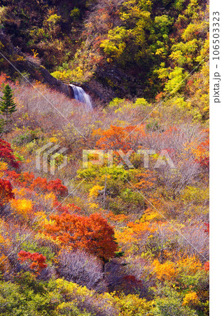 駒草平の紅葉風景(宮城県蔵王町) 駒草平の紅葉風景(宮城県蔵王町) 106503323