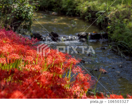 水辺に咲く真っ赤な彼岸花の群生(千葉県松戸市・21世紀の森と広場) 水辺に咲く真っ赤な彼岸花の群生(千葉県松戸市・21世紀の森と広場) 106503327