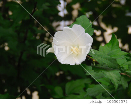 東京観光 竪川河川敷公園に咲く芙蓉の花 東京観光 竪川河川敷公園に咲く芙蓉の花 106503572