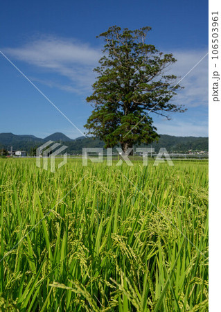 実った稲穂と大杉と青空 106503961