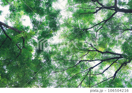 都会を見上げた新緑の風景 106504216