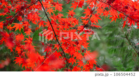 秋の紅葉の風景 秋の紅葉の風景 106504452