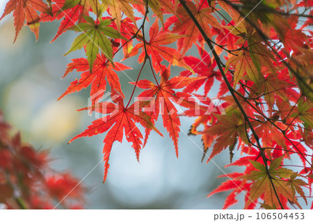 秋の紅葉の風景 106504453