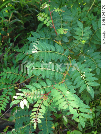 山椒の葉 山椒の葉 106504470