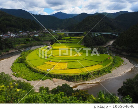 収穫時期を迎えたあらぎ島の田んぼ 収穫時期を迎えたあらぎ島の田んぼ 106504646