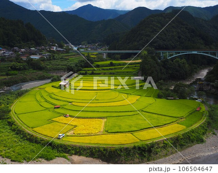 収穫時期を迎えたあらぎ島の田んぼ 収穫時期を迎えたあらぎ島の田んぼ 106504647