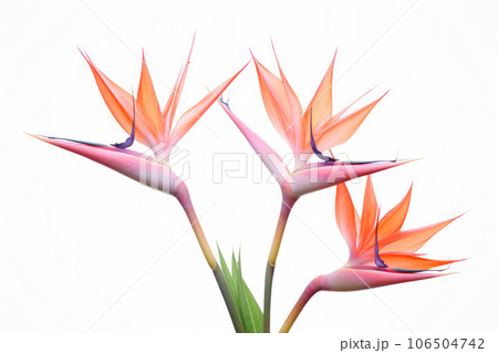 Tropical Serenity Tropical Serenity 106504742