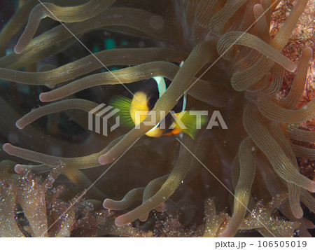 イソギンチャクとクマノミ イソギンチャクとクマノミ 106505019