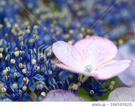 薄紫と鮮やかな青色の紫陽花 薄紫と鮮やかな青色の紫陽花 106505028