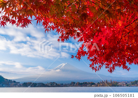（山梨県）河口湖畔のモミジ紅葉と富士山 106505181