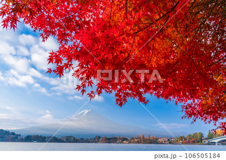 （山梨県）河口湖畔のモミジ紅葉と富士山 106505184