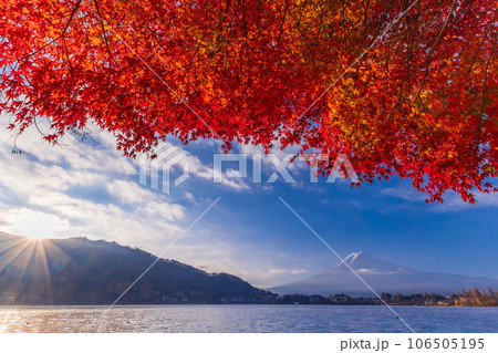 （山梨県）河口湖畔のモミジ紅葉と富士山 106505195