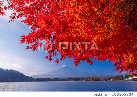 （山梨県）河口湖畔のモミジ紅葉と富士山 106505204
