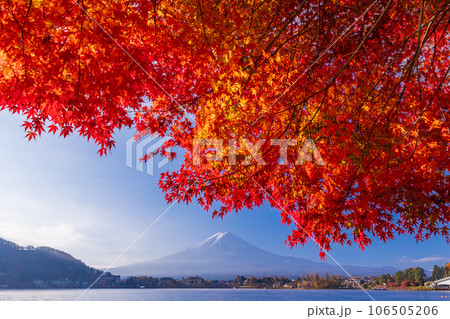 （山梨県）河口湖畔のモミジ紅葉と富士山 106505206