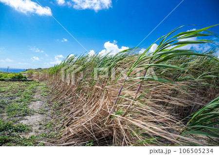 風でなぎ倒されたさとうきび 風でなぎ倒されたさとうきび 106505234