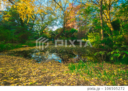 植物園の紅葉と庭園 植物園の紅葉と庭園 106505272