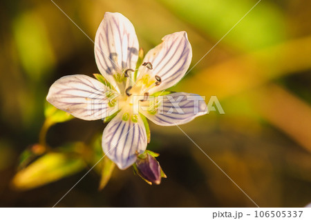Swertia striata Coll. Beautiful white blooming in nature. Swertia striata Coll. Beautiful white blooming in nature. 106505337